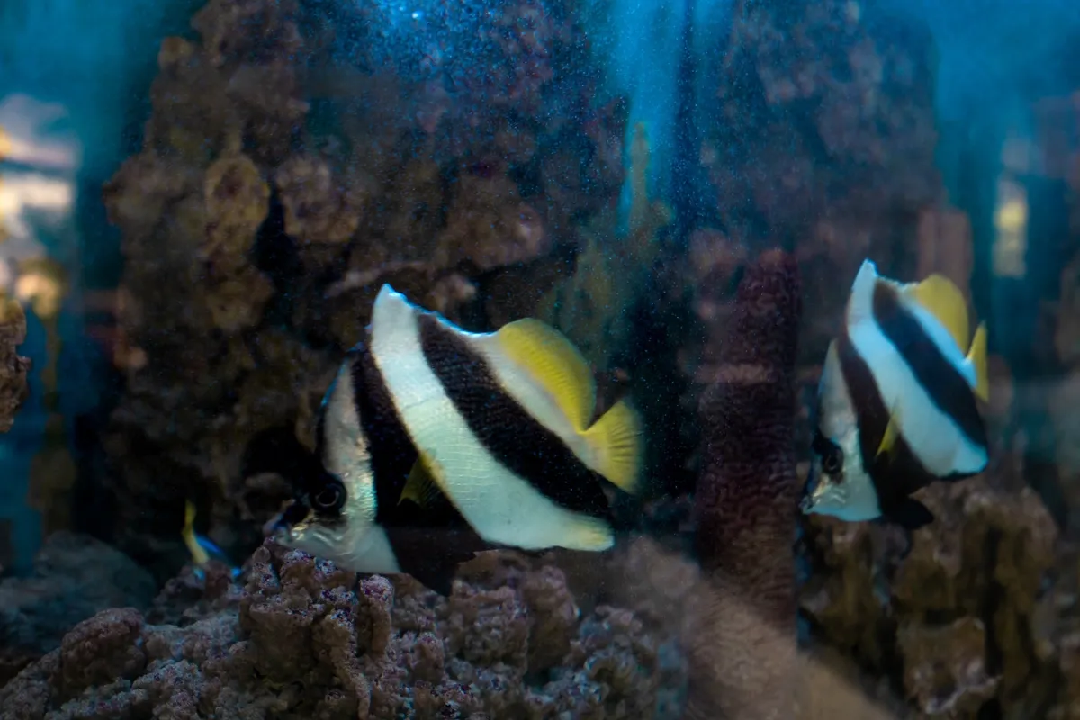 Aquarium exotique de l'Espace Détente
