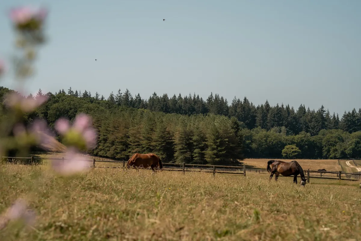 Chevaux dans le Parc du Domaine
