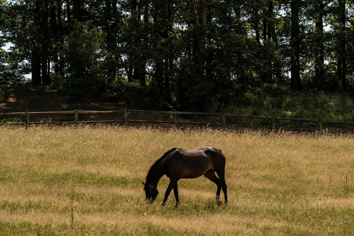 Chevaux dans le Parc du Domaine
