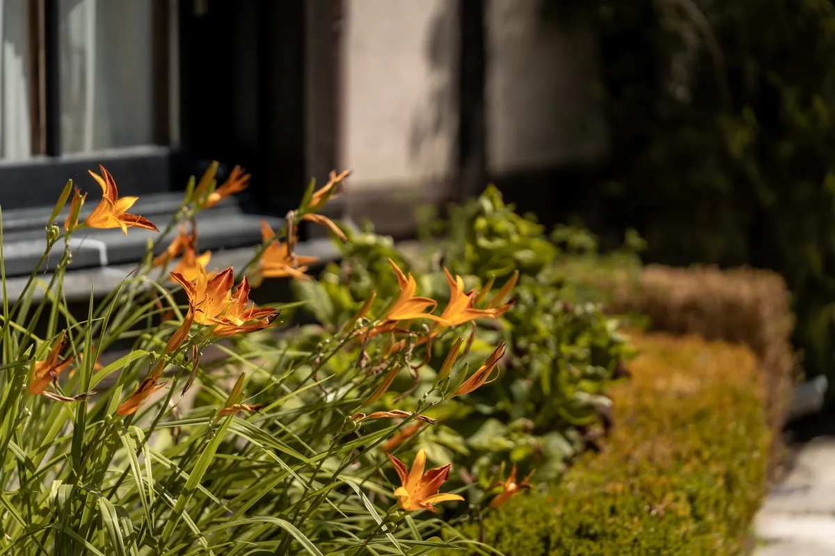 Fleurs du Hameau