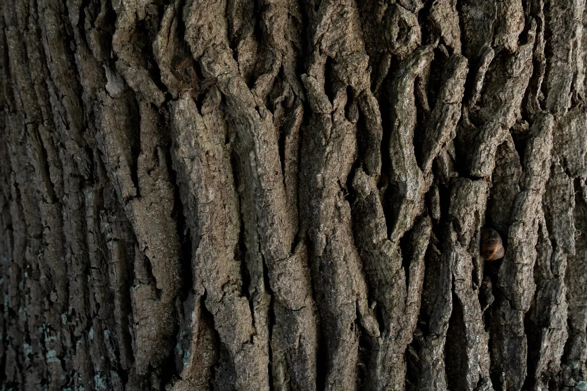 Arbre du Parc