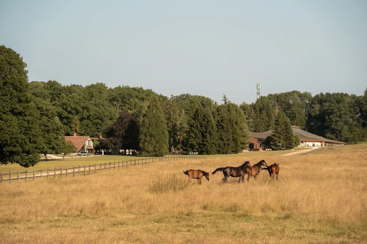 Chevaux dans le Parc