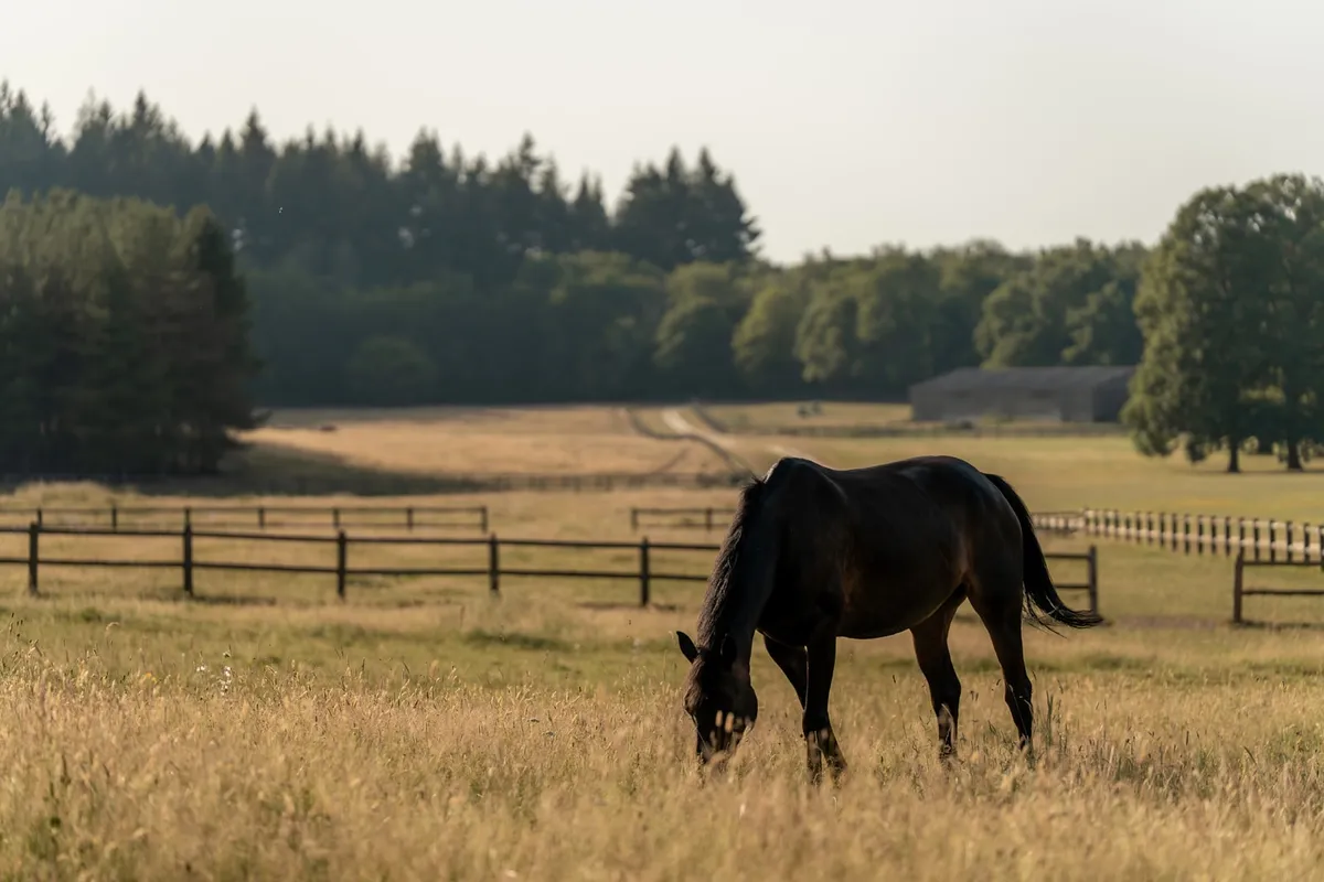 Cheval dans le Parc