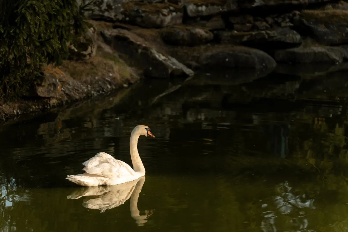 Cygne dans l'Etang du Hameau